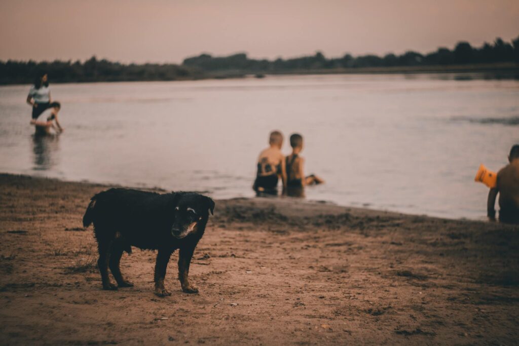 pexels dog on beach hero