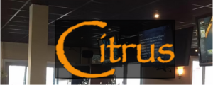 Hair of the Dog Logo
